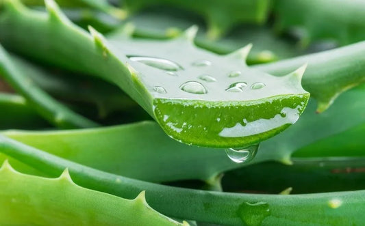 SUCCO DI ALOE